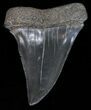 Large Fossil Mako Shark Tooth - Georgia #40653-1